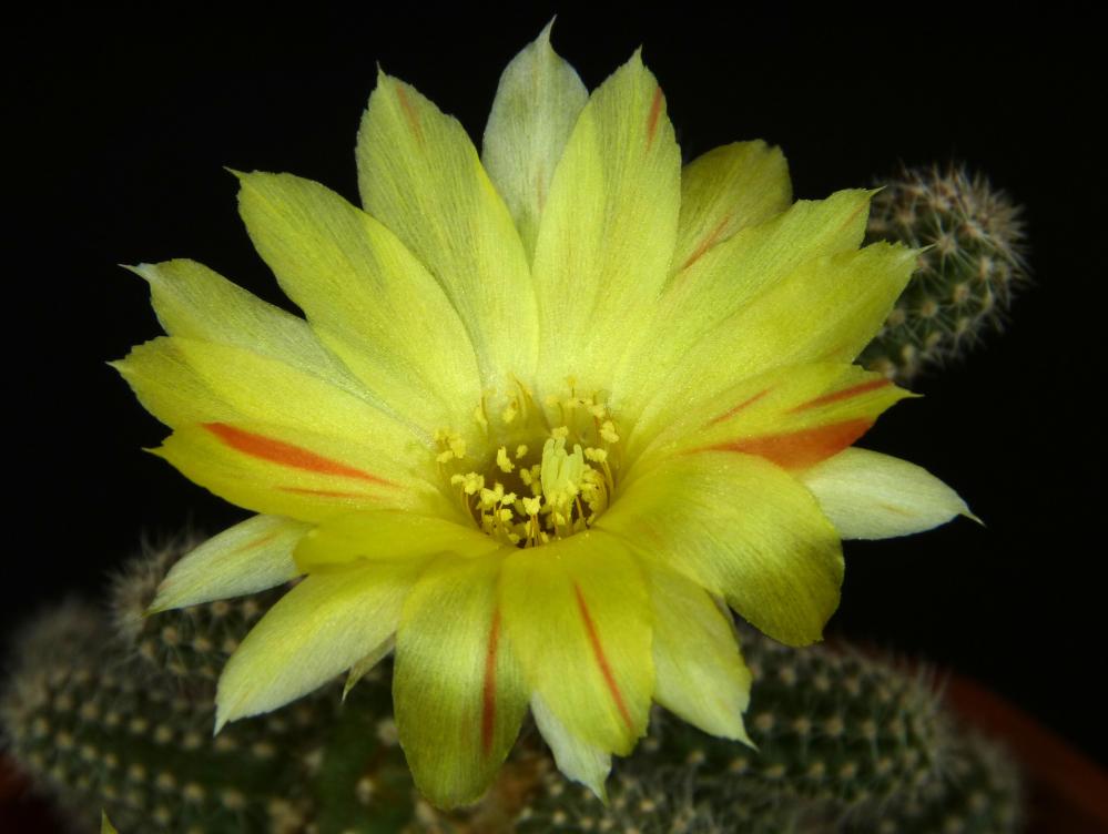 Chamaecereus